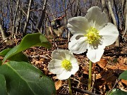 29 Ellebori baciati dal sole